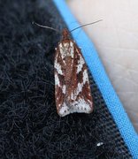 Kystflatvikler (Acleris hyemana)