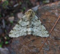 Marsmåler (Phigalia pilosaria)