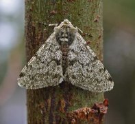 Marsmåler (Phigalia pilosaria)