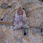 Fiolett vårfly (Cerastis rubricosa)