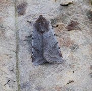 Fiolett vårfly (Cerastis rubricosa)