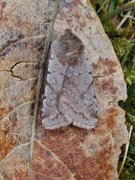 Fiolett vårfly (Cerastis rubricosa)