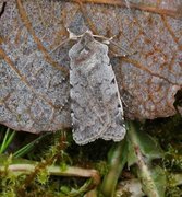 Fiolett vårfly (Cerastis rubricosa)