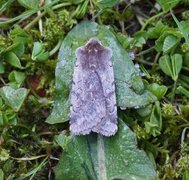 Fiolett vårfly (Cerastis rubricosa)