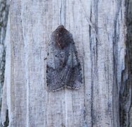 Fiolett vårfly (Cerastis rubricosa)