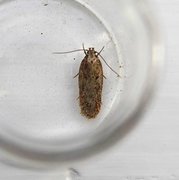 Agonopterix liturosa