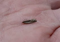 Stripesigdvikler (Ancylis apicella)