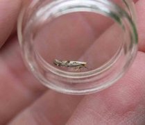 Rognebærmøll (Argyresthia conjugella)