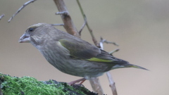 Grønnfink (Chloris chloris)