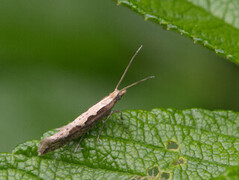 Vandrekålmøll (Plutella xylostella)