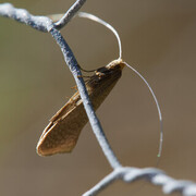 Nematopogon swammerdamella