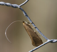 Nematopogon swammerdamella