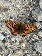 Rødflekket perlemorvinge (Boloria euphrosyne)