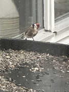 Stillits (Carduelis carduelis)