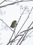 Grønnsisik (Spinus spinus)