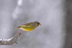 Grønnfink (Chloris chloris)