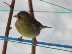 Grønnfink (Chloris chloris)