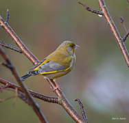 Grønnfink (Chloris chloris)