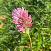 Rødkløver (Trifolium pratense)