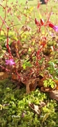 Stankstorkenebb (Geranium robertianum)