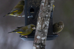 Grønnfink (Chloris chloris)