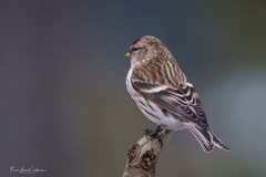 Gråsisik (Acanthis flammea)