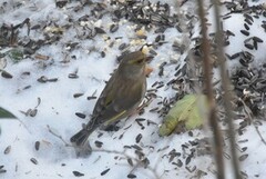 Grønnfink (Chloris chloris)