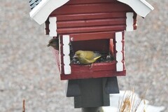 Grønnfink (Chloris chloris)