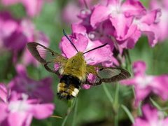 Bredkantet humlesvermer (Hemaris fuciformis)