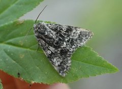 Ospekveldfly (Acronicta megacephala)