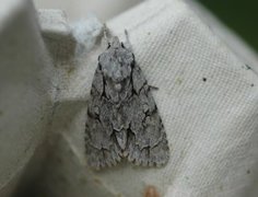 Psikveldfly (Acronicta psi)