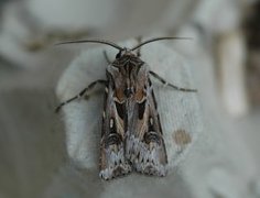 Fagerjordfly (Agrotis vestigialis)