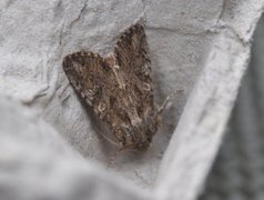 Lyst sandengfly (Apamea anceps)