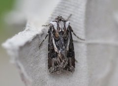 Fagerjordfly (Agrotis vestigialis)