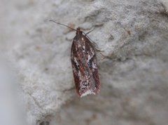 Kystflatvikler (Acleris hyemana)