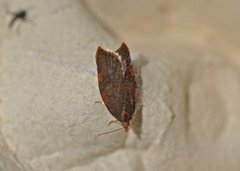 Nettflatvikler (Acleris rhombana)