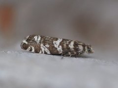 Stripet grankveldvikler (Epinotia tedella)