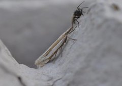 Beitenebbmott (Crambus pascuella)