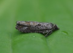 Bartrekveldvikler (Zeiraphera griseana)