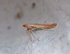 Caloptilia betulicola/elongella