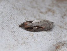 Seljeflatvikler (Acleris hastiana)