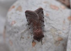 Fiolett vårfly (Cerastis rubricosa)