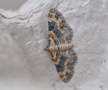 Revebjelledvergmåler (Eupithecia pulchellata)