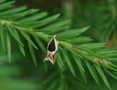 Vikkesigdvikler (Ancylis badiana)