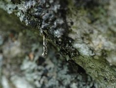 Rognebærmøll (Argyresthia conjugella)