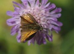 Engsmyger (Ochlodes sylvanus)