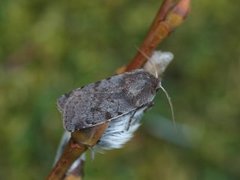 Fiolett vårfly (Cerastis rubricosa)