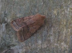 Tverrlinjet seljefly (Orthosia cerasi)