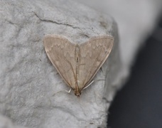 Marimjelleengmott (Anania fuscalis)