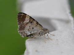 Grå mauremåler (Epirrhoe alternata)